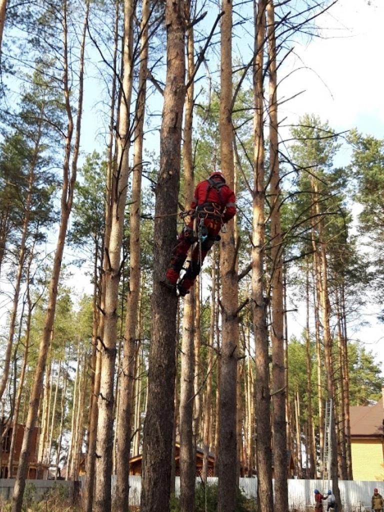 Спилить дерево обращаться. Спил деревьев целиком.