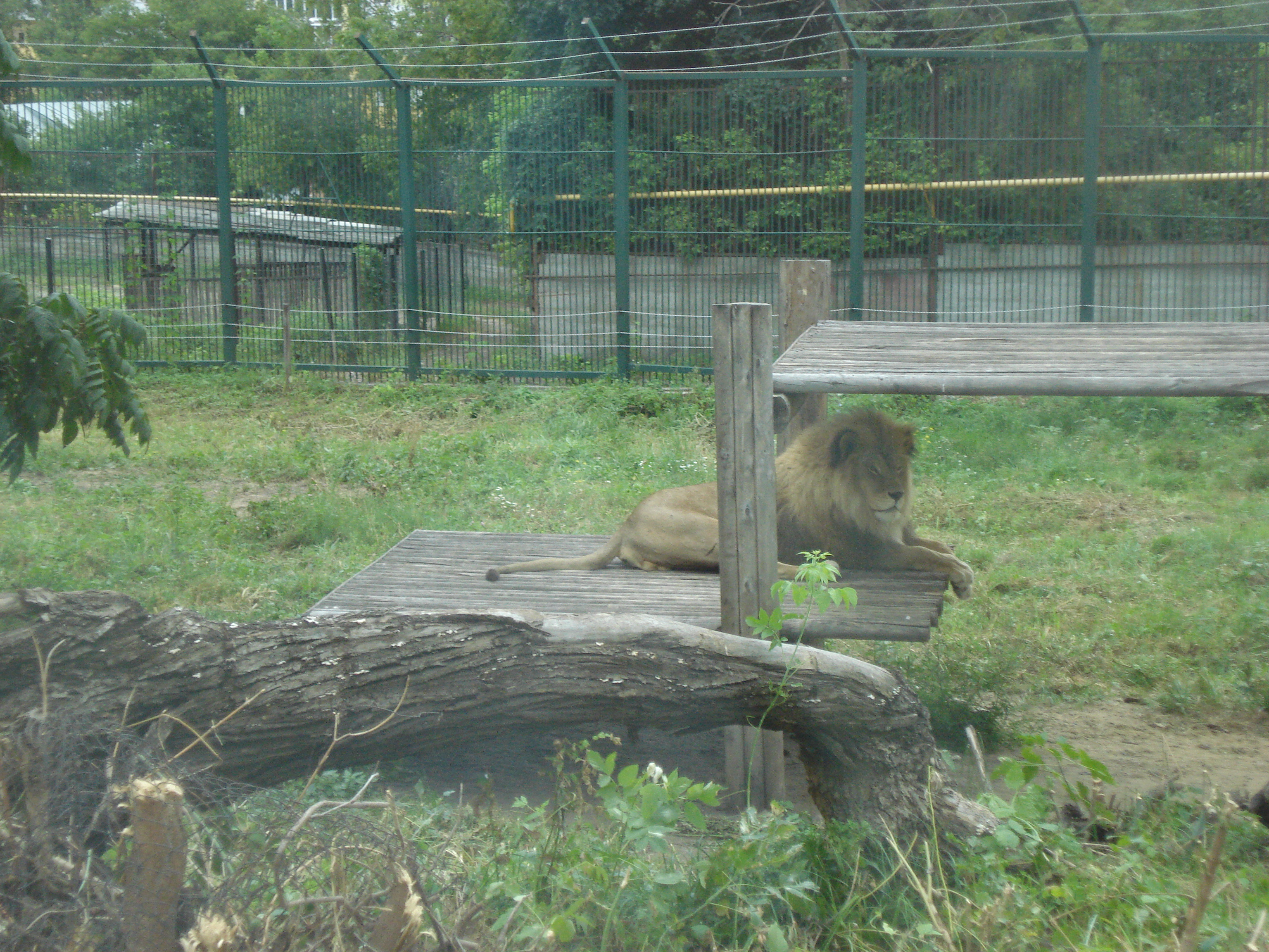 Посещение зоопарка средняя группа