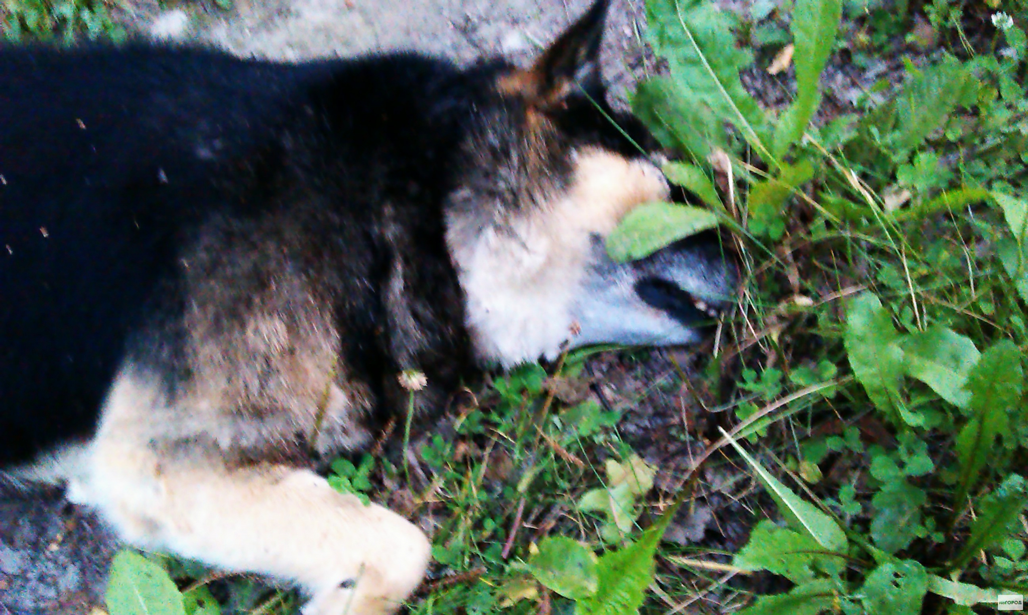 В Пензе собака стала жертвой насилия. 