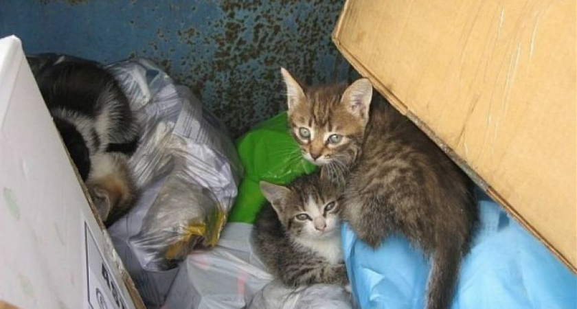 Пензенцев предупредили о живодерке, торгующей котятами