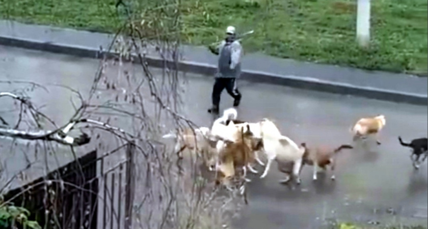 "Если бы не помощь прохожего...": в Пензе собаки едва не растерзали девочку 