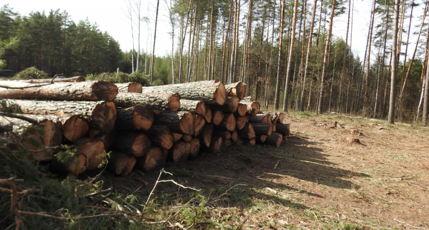 В Пензенской области злоумышленники вырубили деревьев на более чем 4,5 миллиона рублей