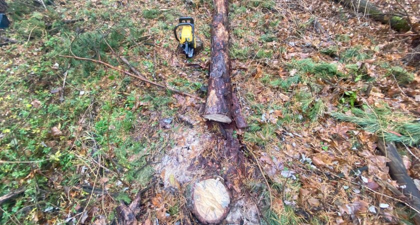 В Пензенской области во время рубки деревьев скончался мужчина