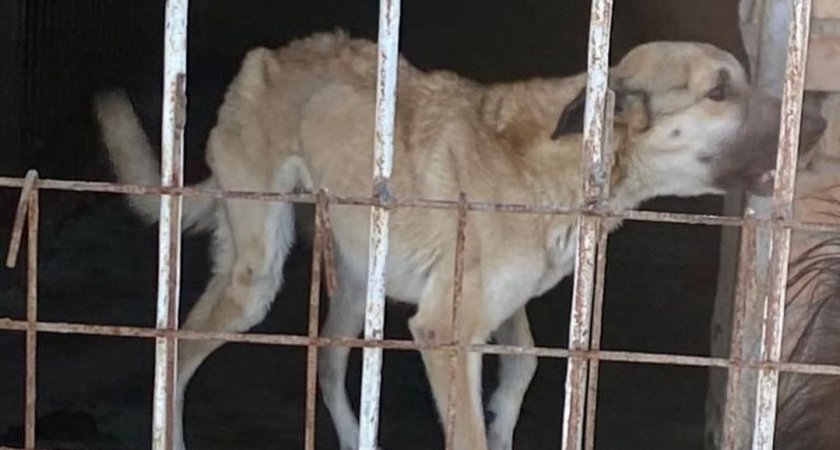 «Проблем нет»: в минсельхозе ответили на жалобы на пензенский приют для собак