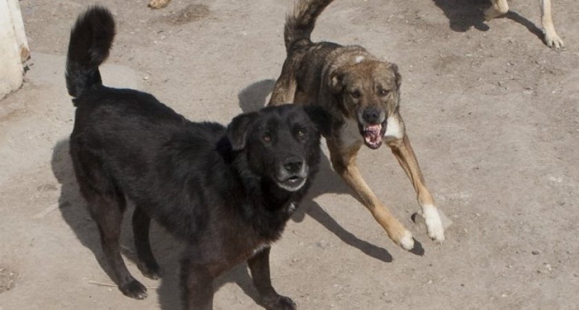 В Пензе депутаты намерены решить вопрос с бездомными собаками «в срочном порядке»