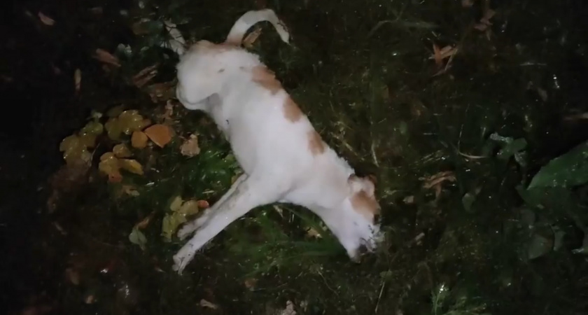 В Пензе собаку выбросили с шестого этажа - видео 