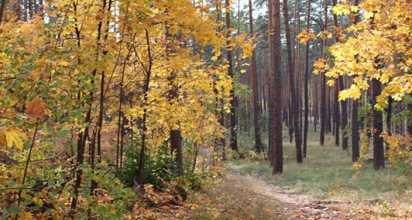 В лесу под Кузнецком обнаружили тело повешенного мужчины