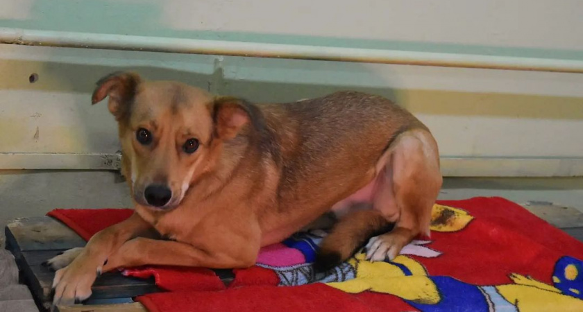 Выл от страха и голода: пензенцы нашли собаку, которая застряла над глубоким колодцем 