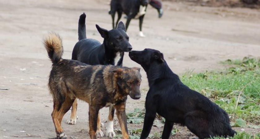 В Пензе девочку искусали бездомные собаки: соцсети 