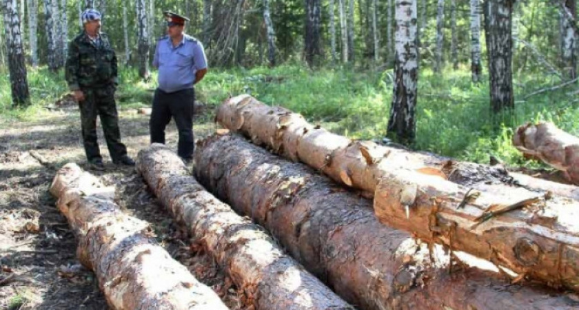 В Пензенской области стали чаще незаконно вырубать леса