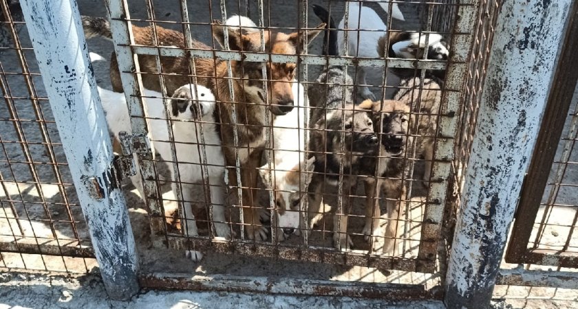 "Они сидят собственных фекалиях и моче": волонтеры об ужасах в пензенском приюте для собак