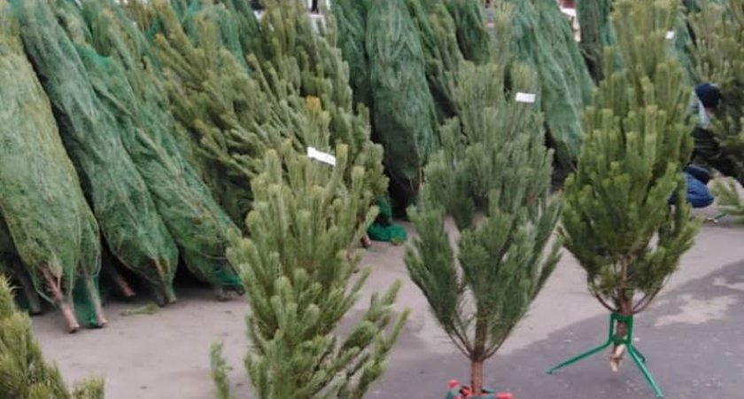 Первые елочные базары в Пензе начали работать