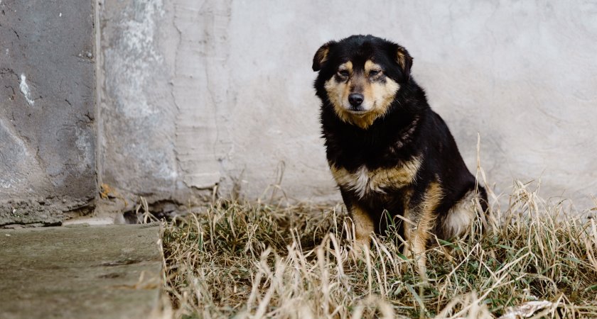 В правительстве Пензенской области ответили на обращение по бездомным собакам