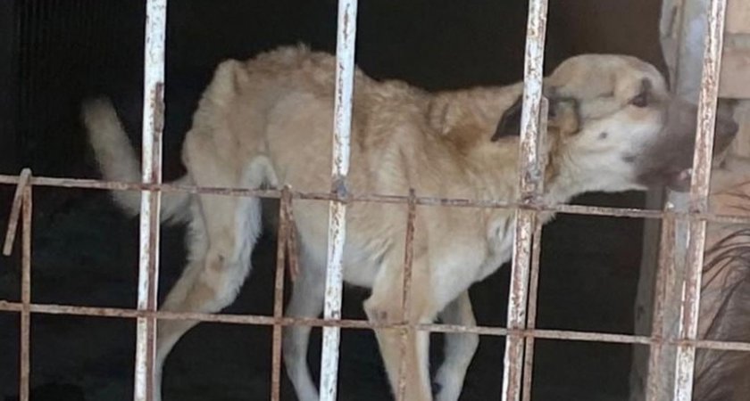 "Добились!": в пензенский приют для собак пустят в выходной