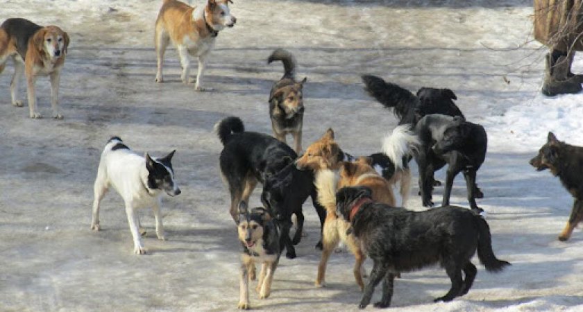 "Загрызут наших детей": пензенцы забили тревогу из-за шайки бродячих псов