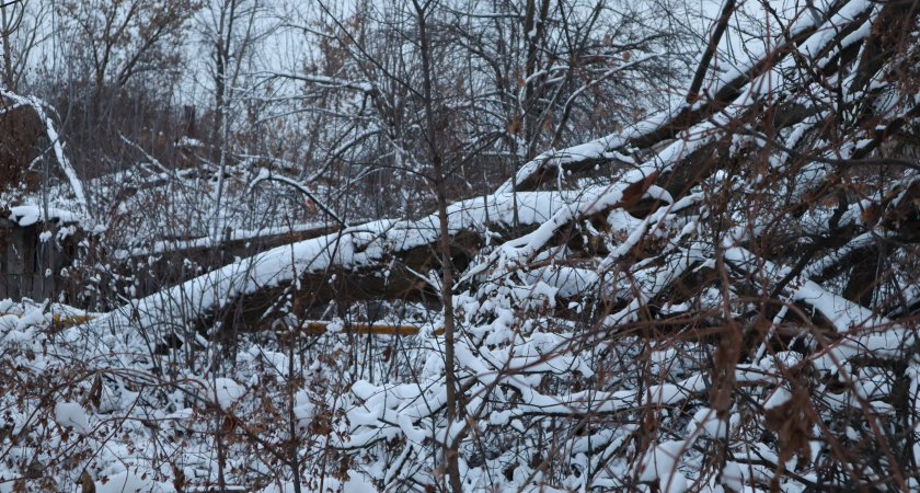 Скоро взорвется: в Пензе из-за непогоды на газовую трубу упало дерево 
