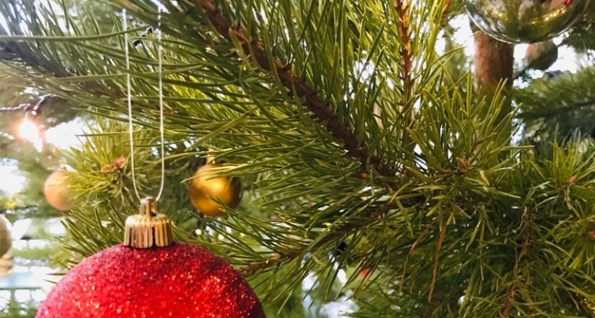 Пензенцам предлагают сдать для животных новогоднюю елочку 