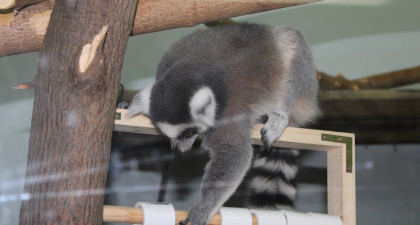 "Канаты, мячи, обручи": пензенцы могут скрасить жизнь животных из зоопарка