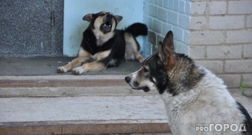 “Примите меры”: бродячие собаки держат в страхе село в Пензенской области