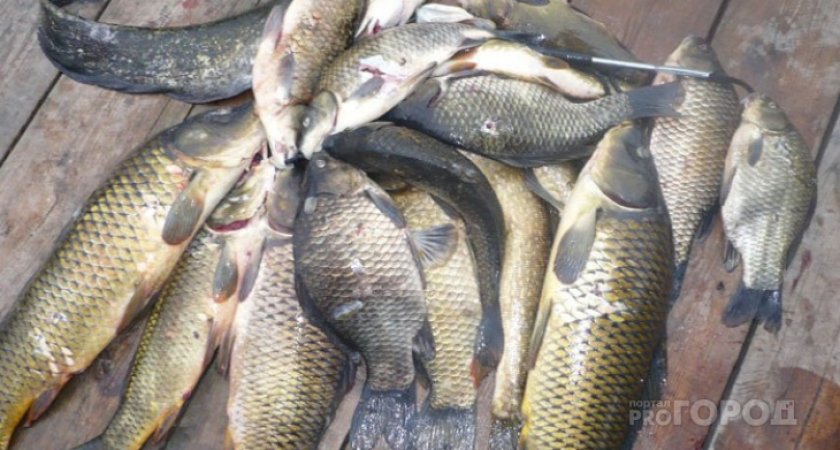 Странные паразиты: в Пензенской области мужчина поймал рыбу с сюрпризом