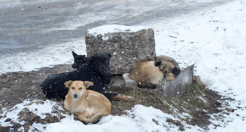 Выделено 20 миллионов: В Пензенской области появится 4 новых приюта для бродячих собак