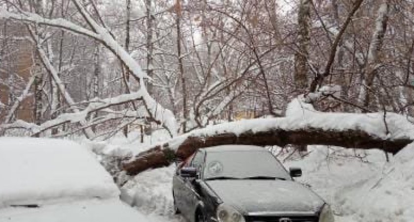 В Пензе автомобиль придавило рухнувшим деревом