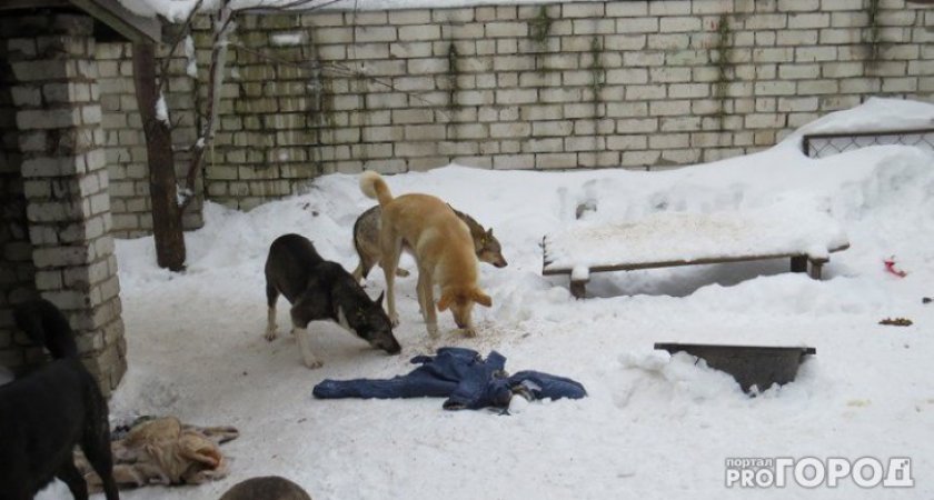 В Пензенской области мужчина с лопатой спас женщину от набросившихся бездомных собак