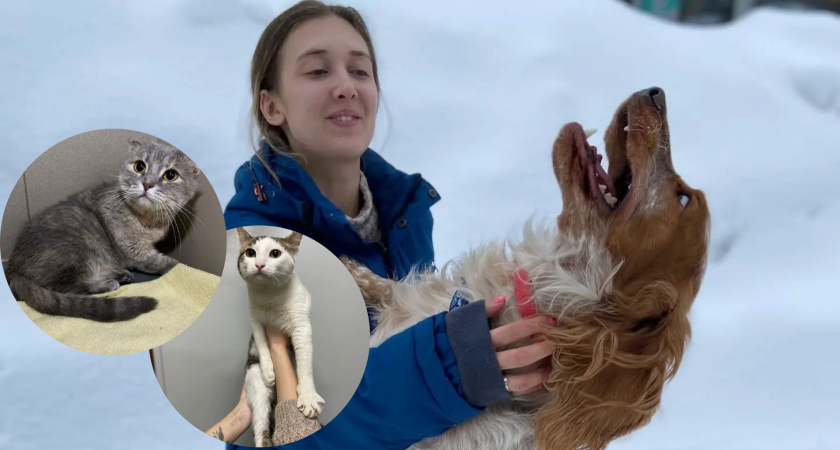 Аллергия после ковида: пензенец выбросил домашних питомцев прямо на дороге