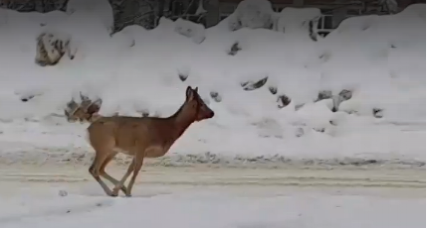 Что она делает в городе?: пензенцы встретили на улице косулю 