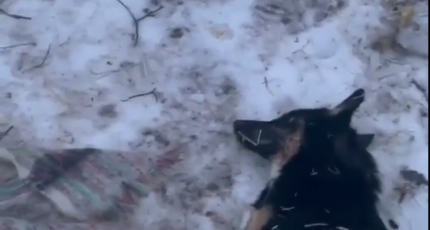 Догхантеры с отправленным мясом в Заречном начали охоту на собак