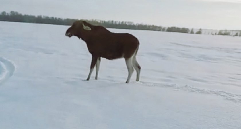 Чтобы люди не пострадали: из Заречного вывезли лося и лосиху