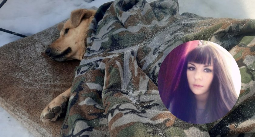 «Не встает от боли»: в Кузнецке водитель сбил собаку, а после хотел получить за это деньги