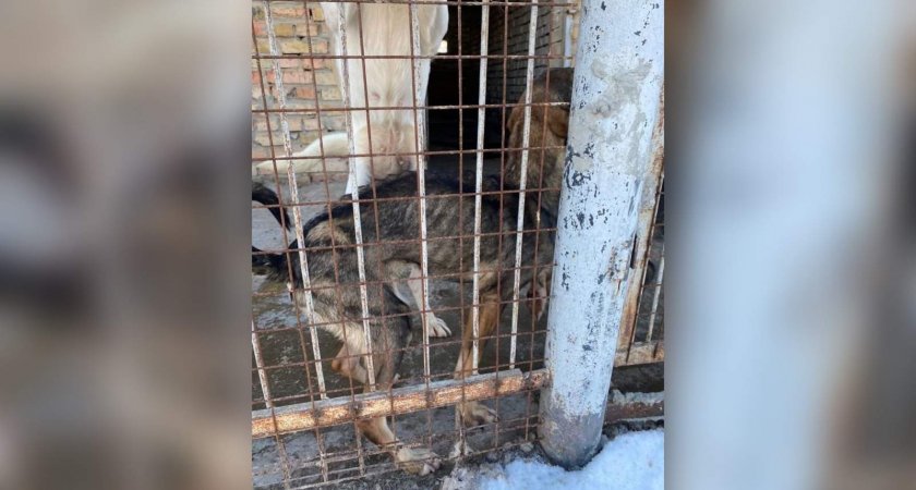 «Торчат кости»: пензенцев поразили условия содержания собак в пункте передержки