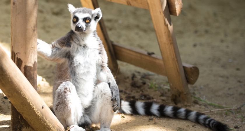 Назвали место, где пензенцам можно отдохнуть в локдаун