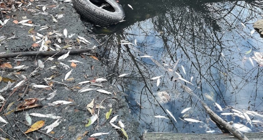 Пензенцы сообщили о массовой гибели рыбы 