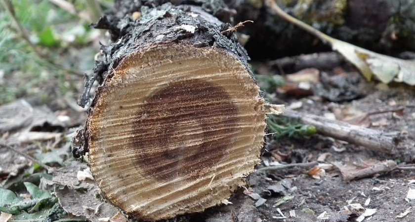 Житель Заречного насмерть забил бомжа поленом 