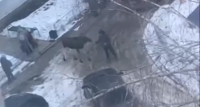 Житель Заречного кормил дикого сохатого с руки