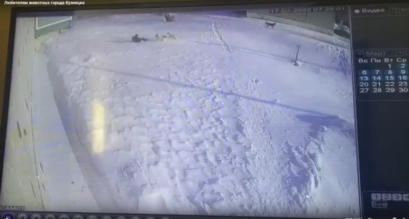 Момент нападения стаи собак на ребенка в Пензенской области попал на видео