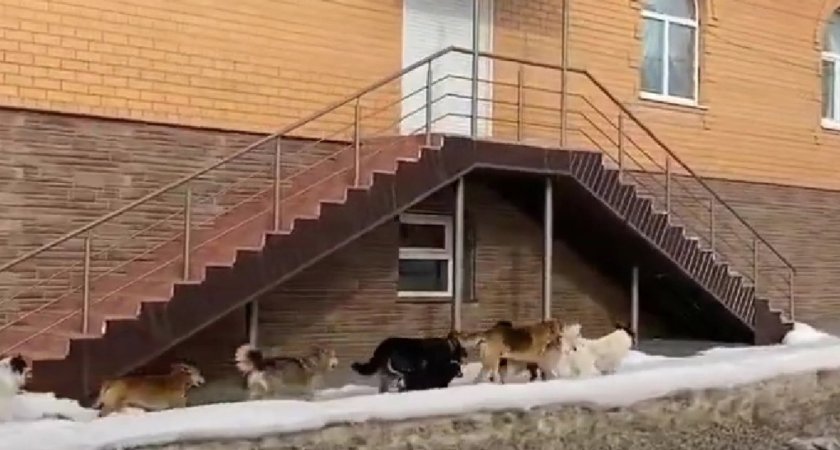 В Пензенской области люди бояться выходить на улицу из-за злых собак