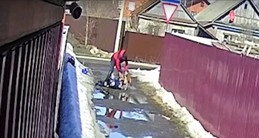 Рвет зубами: появилось видео, где в Пензе безумный пес напал на мать с коляской и детей