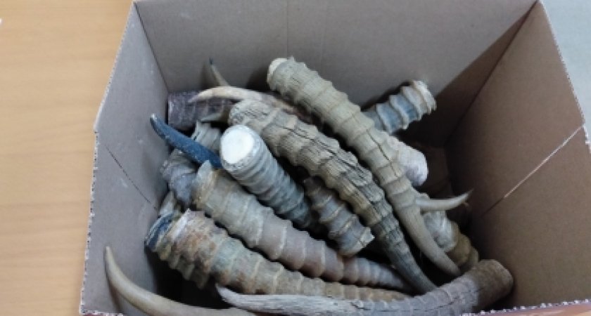 Житель Пензенской области незаконно хранил дома рога ценного дикого зверя