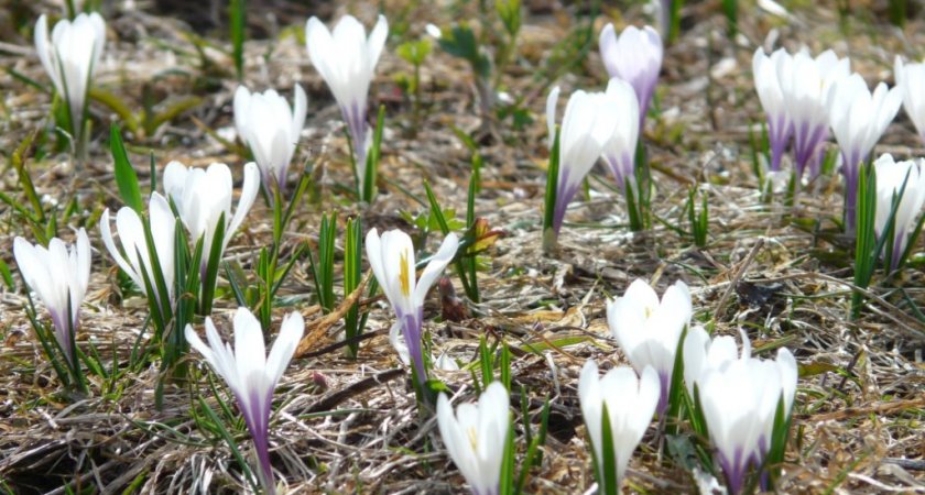 В Пензенском ботаническом саду украли подснежники