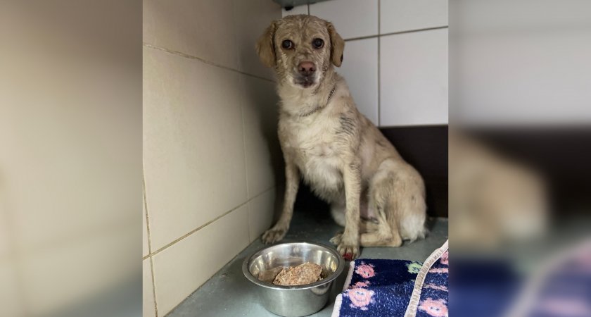 Срочная операция: в Пензе волонтеры пытаются спасти собаку, брошенную в луже 