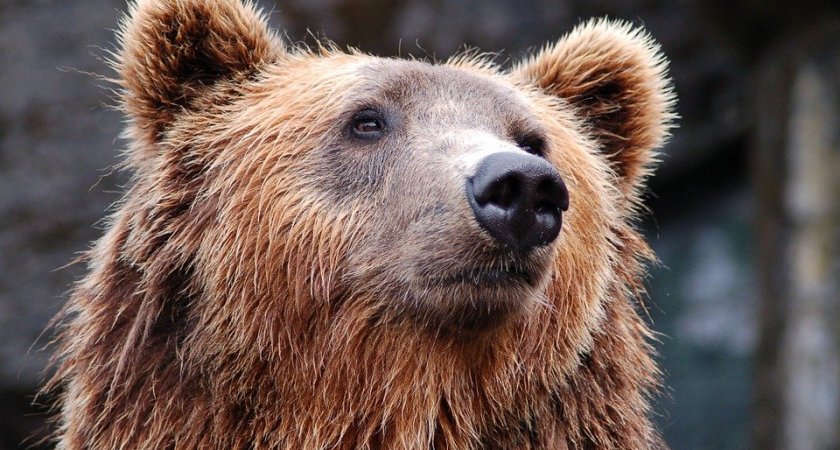 В Пензенской области обнаружили следы редкого медведя