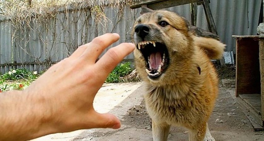 В Пензенской области 5 летнего мальчика укусила собака: мать ребенка получит компенсацию