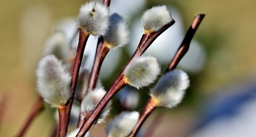 Служба в честь Вербного воскресенья пройдет в Пензе 17 апреля