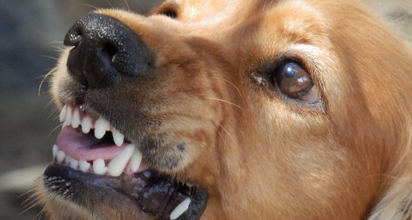 “Вонь и визг”: пензенцы несколько лет борются с приютом для собак в квартире жилого дома