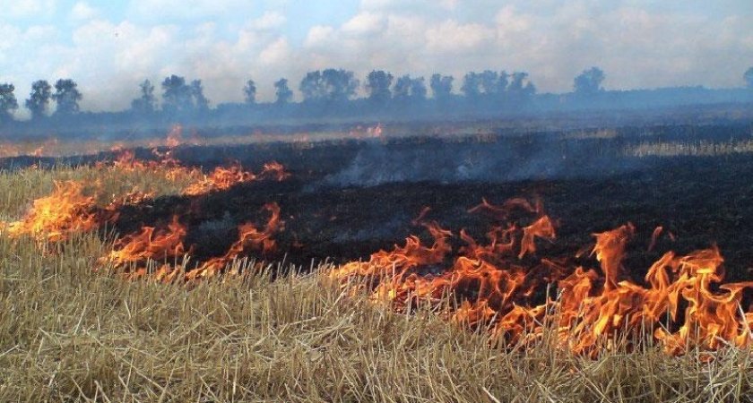 За один день в Пензе сгорели 7 полей 