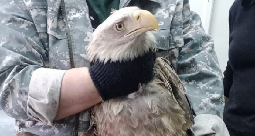 На Сурском водохранилище в Пензе спасли от гибели редкую птицу