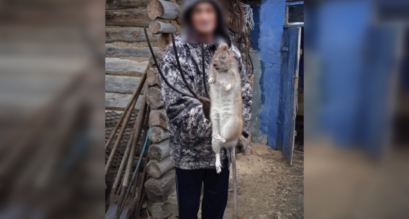 В одном из сел Пензенской области поймали необычную крысу